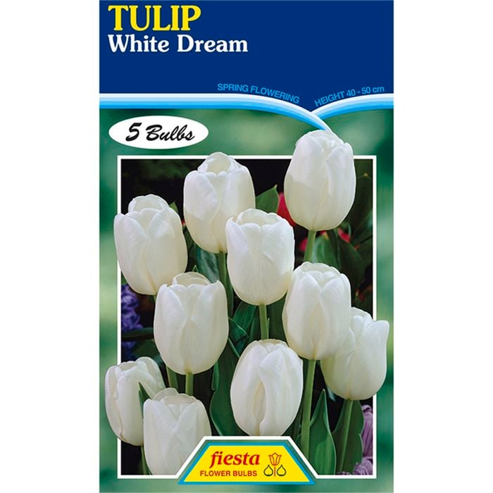 Tulip White Dream - 5 Bulbs