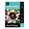 Bloomin' Bulbs Lilium Straciatella Event - 1 Pack