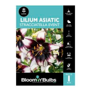 Bloomin' Bulbs Lilium Straciatella Event - 1 Pack