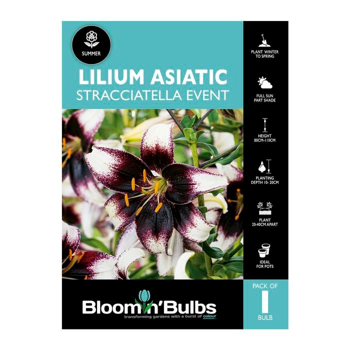 Bloomin' Bulbs Lilium Straciatella Event - 1 Pack