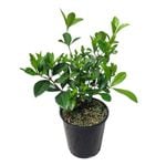 3.3L Gardenia Professor Pucci - Gardenia