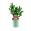 150mm Pincushion - Leucospermum 'Lava Glow'