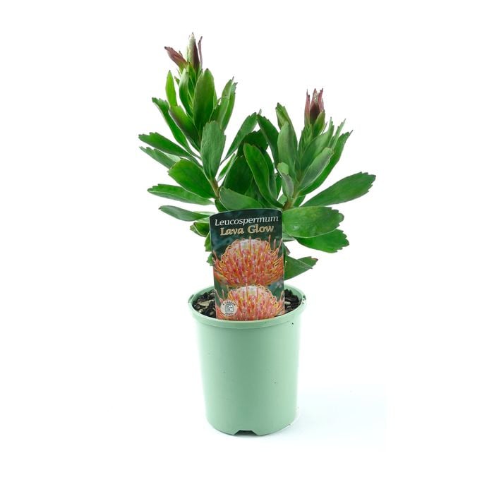 150mm Pincushion - Leucospermum 'Lava Glow'