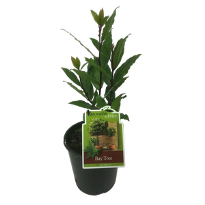 1.9L Bay tree - Lauris Nobilis- incredible edibles®