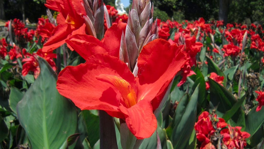 A field of stunning red flowering canna lilies in a garden 