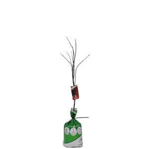 Bagged Japanese Maple Atropurpureum - Acer Palmatum