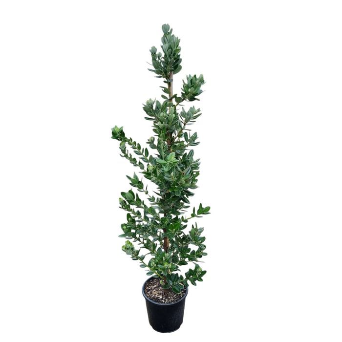 8.5L Pohutukawa - Metrosideros excelsa Maori Princess