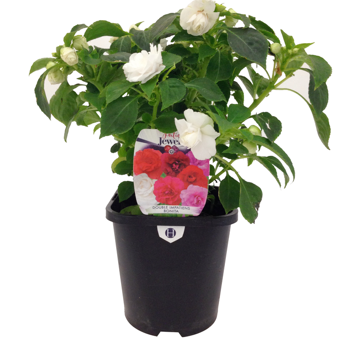 125mm Impatiens Double Bonita -  Impatiens walleriana