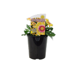 1.5L Osteospermum Blushing Beauty - Osteospermum ecklonis