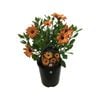1.5L Cape Daisy Terracotta - Osteospermum