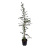 10L Blue Totara - Podocarpus totara Matapouri Blue