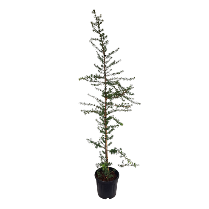 10L Blue Totara - Podocarpus totara Matapouri Blue