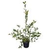 4L Michelia - Michelia Velvet & Cream