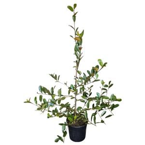 4L Michelia - Michelia Velvet & Cream