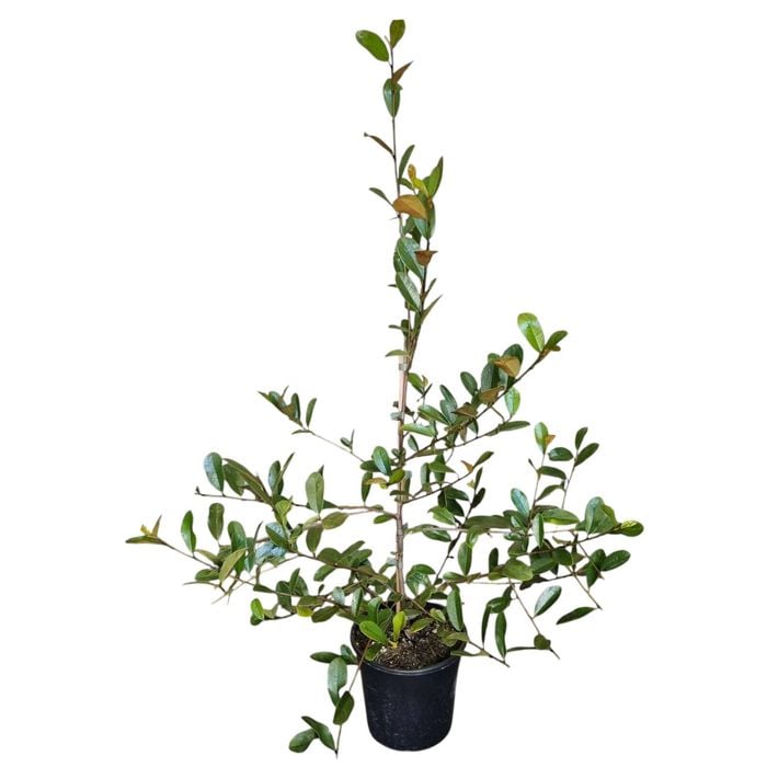 4L Michelia - Michelia Velvet & Cream