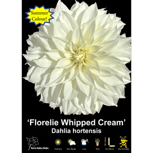 Yarra Valley Bulbs Florelie Whipped Cream - 1 Pack