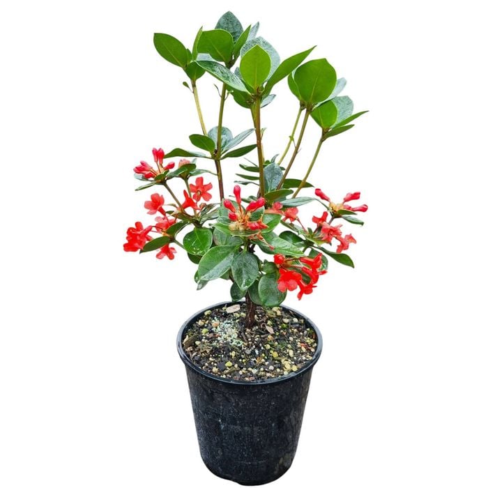 3.3L Vireya Little Devil - Vireya