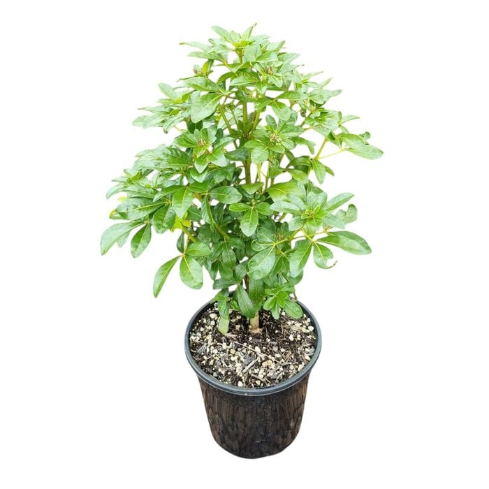 4L Mexican Orange Blossom - Choisya Ternata 