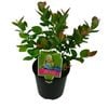 1.9L Blueberry - Vaccinium corymbosum Pink Icing