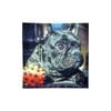 Cute Pug Square Cushion Cover
