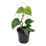 120mm Devils Ivy - Epipremnum aureum