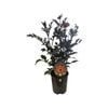 1.5L Dahlia Mystic Sparkler - Dahlia