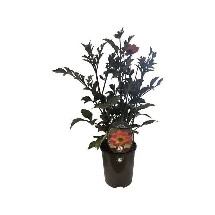 1.5L Dahlia Mystic Sparkler - Dahlia
