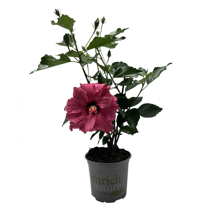 150mm Hibiscus HibisQs - Hibiscus longiflora