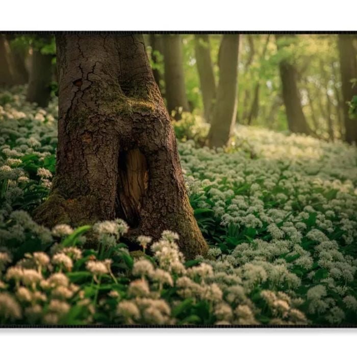 Flowering Ramson Trees, Allium Ursinum   Print 100% Australian Made 90x60cm  (Poster)