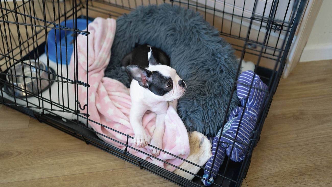 A puppy lays in a crate with a grey bed, pink blanket and  toys, with food and water bowls