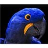 Close-Up Of a Parrot Head  Print 100% Australian Made 90 x 60cm  (Stretched)