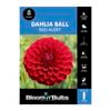 Bloomin' Bulbs Dahlia Red Alert - 1 Pack