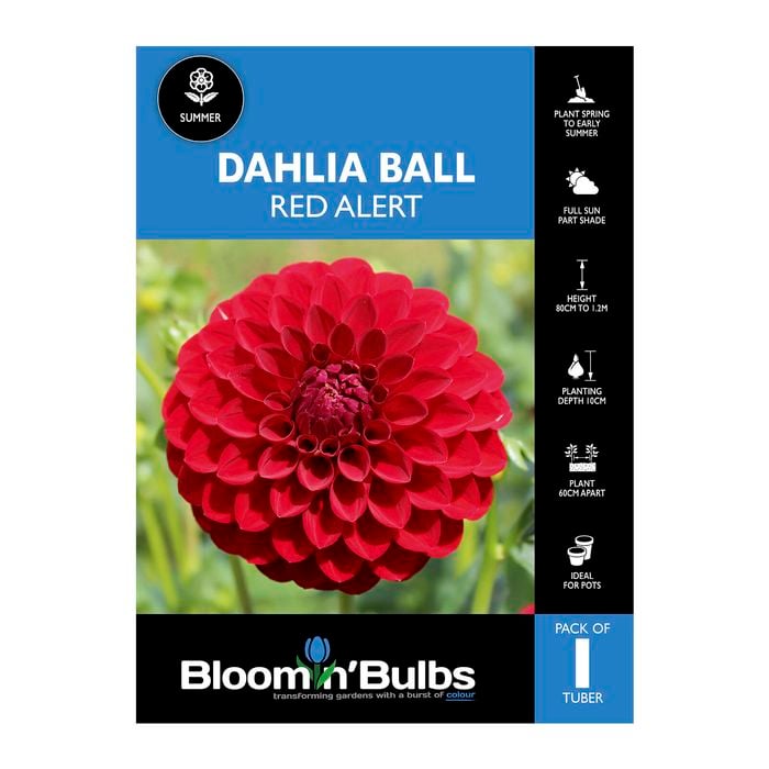 Bloomin' Bulbs Dahlia Red Alert - 1 Pack