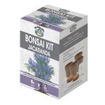 Mr Fothergill's Jacaranda Bonsai Kit