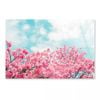 Kawazu Cherry Blossoms  Print 100% Australian Made 120 x 90cm  (Acrylic)