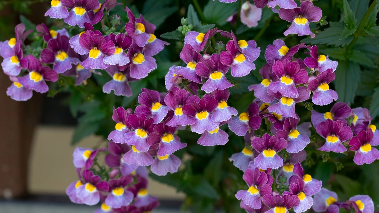 Close up image of purple Elfenspiegel Nemesia strumosa flowers.