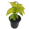 180mm Goldilocks Pothos - Epipremnum auruem