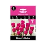 Bloomin' Bulbs Tulip Barcelona - 7 Pack