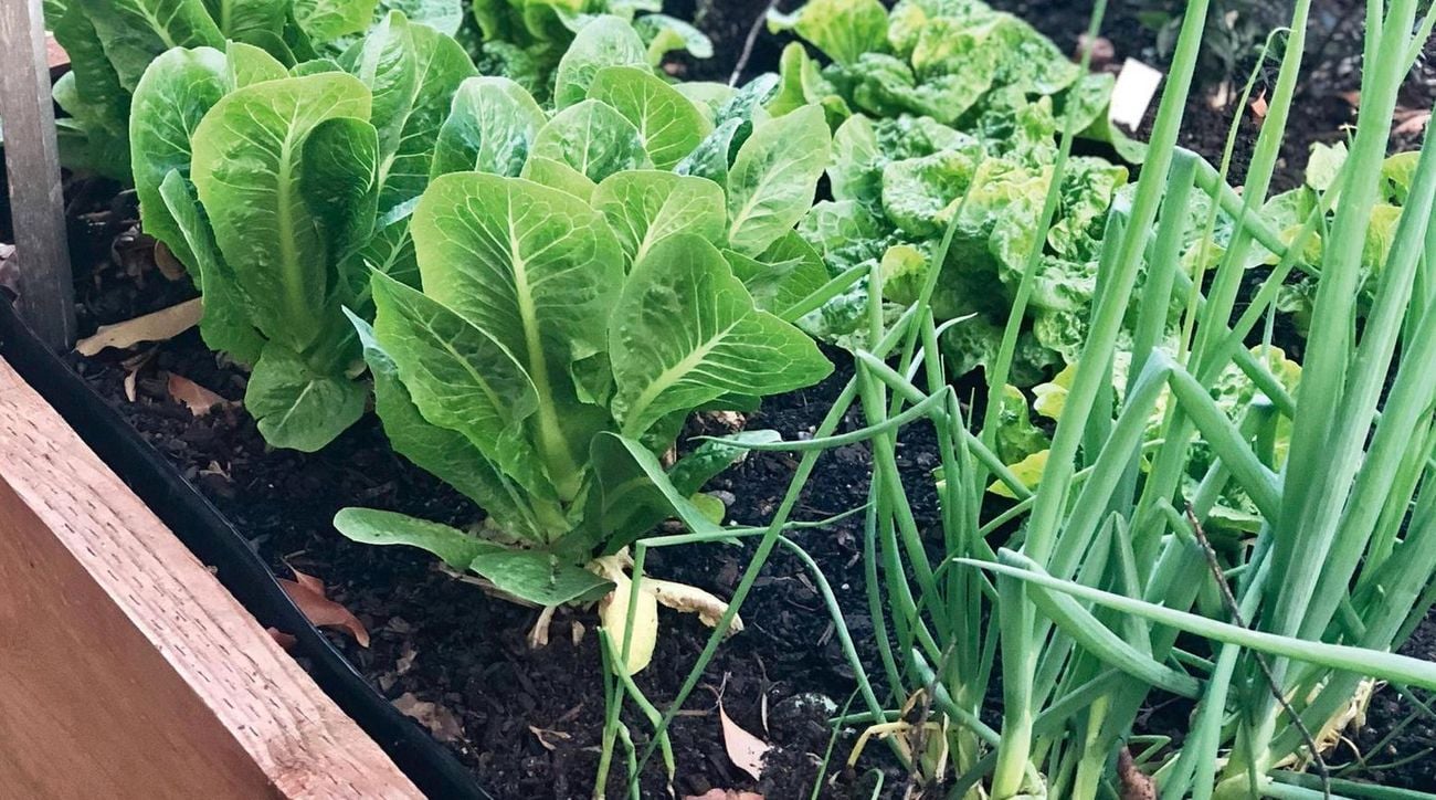 Close up shoot of green leafy vegtables