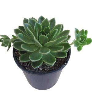 1.9L Echeveria Green Waterlily - Echeveria