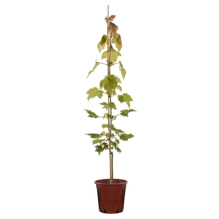 200mm Red Maple October Glory - Acer rubrum