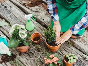 A native wildlife-friendly back garden and lawn