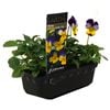 Punnet Viola Johnny Jump Up - Viola cornuta