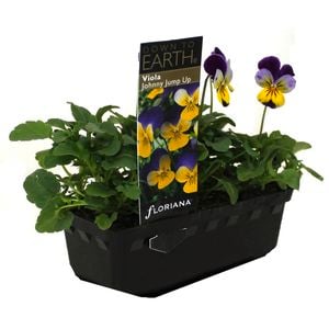 Punnet Viola Johnny Jump Up - Viola cornuta