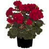 170mm Pelargonium Really Red - Interspecific Pelargonium