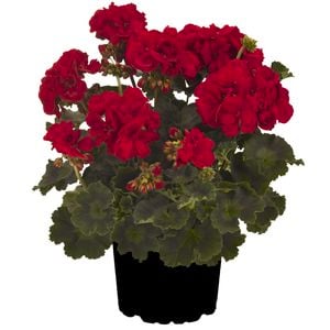 170mm Pelargonium Really Red - Interspecific Pelargonium
