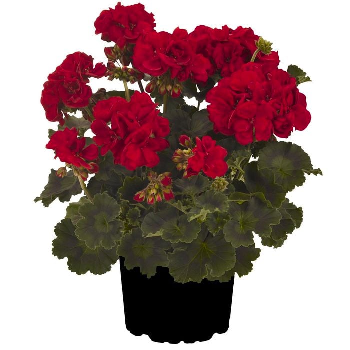 170mm Pelargonium Really Red - Interspecific Pelargonium
