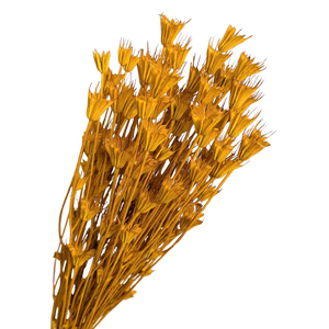 Blooms Of Joy 50cm Mustard Nigella Flowers