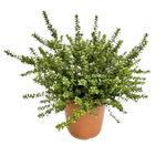 180mm Kunzea Muntries - Kunzea pomifera