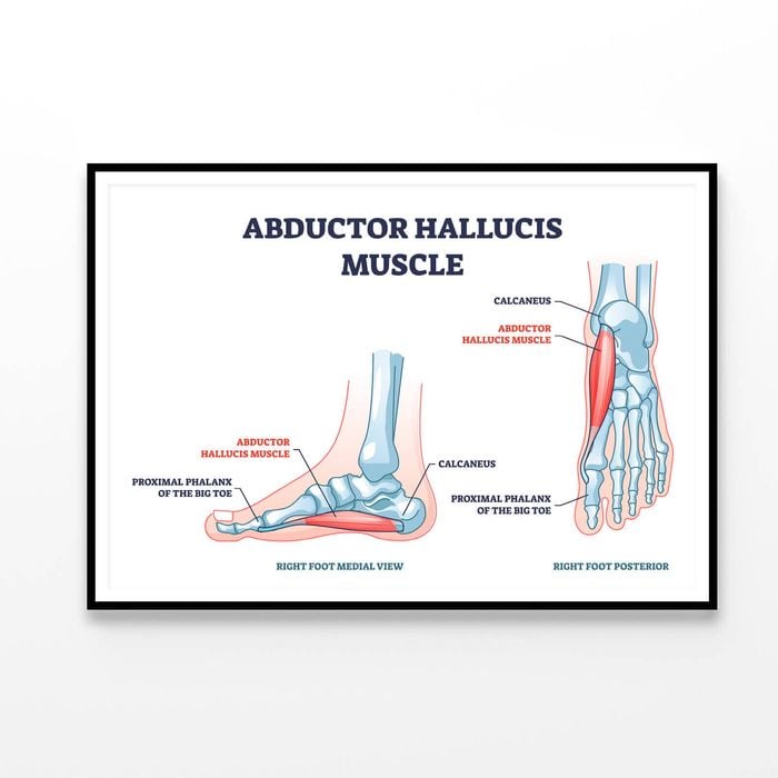 Abductor Hallucis Muscle with Leg  Print 100% Australian Made 120x90cm  (Poster)